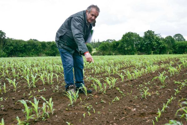 Didier Goubil montre la partie ressemée de la parcelle cultivée par Patrick et Mathieu Charpentier, ravagée par endroit.