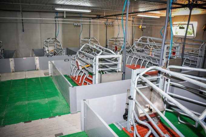 En maternité, les éleveurs ont choisi les cases ascenseurs pour éviter la mortalité par écrasement. Une salle tampon de 4 cases (récupérées dans l'existant) a été aménagée à côté de la salle principale de 48 places. Les couloirs avant et arrière facilitent l'accès aux cases. Ces espaces pourraient éventuellement servir à augmenter la taille des cases si les normes bien-être étaient appliquées (truies en liberté), sans grand  investissement supplémentaire. Deux zones de soins sont prévues pour éviter aux éleveurs d'avoir à sortir des salles lors des journées de mise bas (lavage des mains, stockage des produits...). Tous les animaux sont nourris à la soupe. Dans les auges des maternités, la soupe est distribuée par un côté, pour éviter les pertes. Les éleveurs ont fait le choix de ne pas installer de niches à porcelets (pas de différences de performances selon les techniciens et facilité de lavage). Dans tous ces bâtiments, la luminosité est importante (larges fenêtres). La cage ascenseur, dans un élevage test Prestor, c'est – 3,2 % de pertes sur nés vifs en moins ;  +0,46 sevré par portée en plus, soit un retour sur investissement de 4,3 ans.