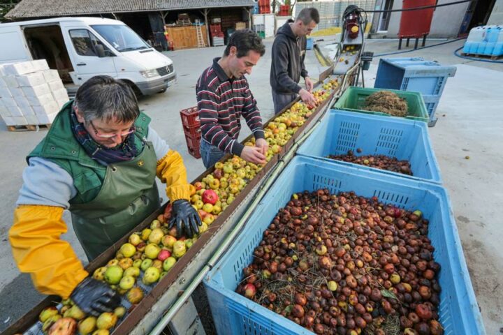 La qualité du triage influe  sur la qualité du cidre. 