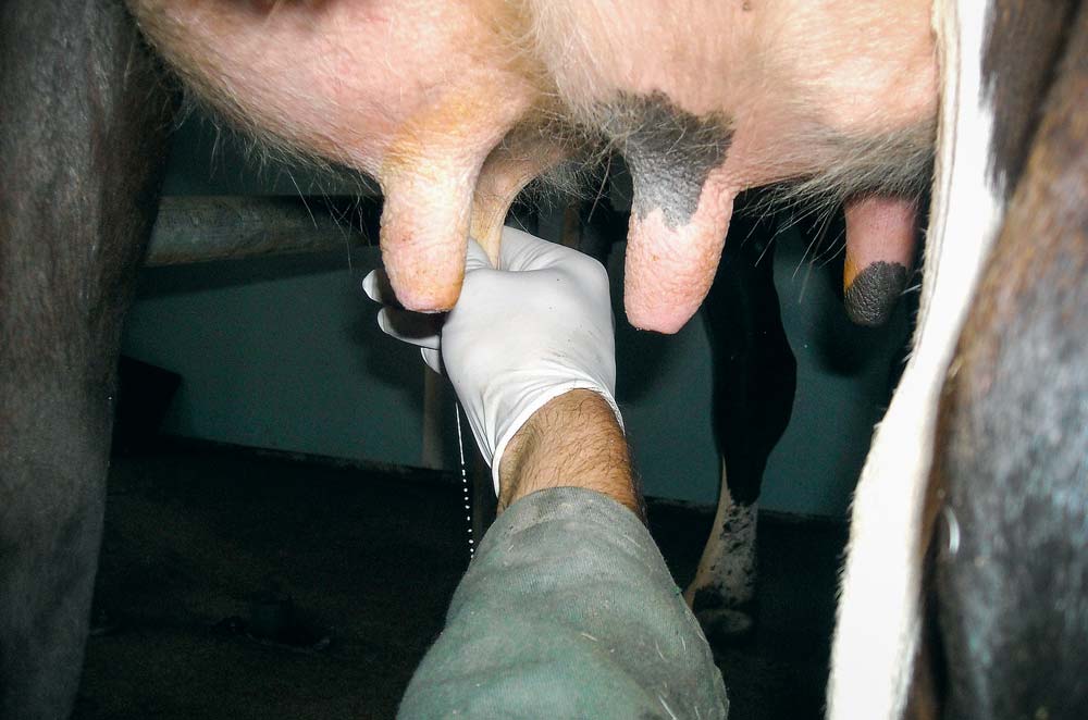 « Tirer les premiers de jets de chaque vache à chaque traite pour chaque quartier reste le meilleur moyen de détection des mammites »