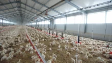 aviculture-poulet-volaille-chair-production-consommation-export-journee-chambre-agriculture-bretagne-crecom