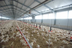 aviculture-poulet-volaille-chair-production-consommation-export-journee-chambre-agriculture-bretagne-crecom
