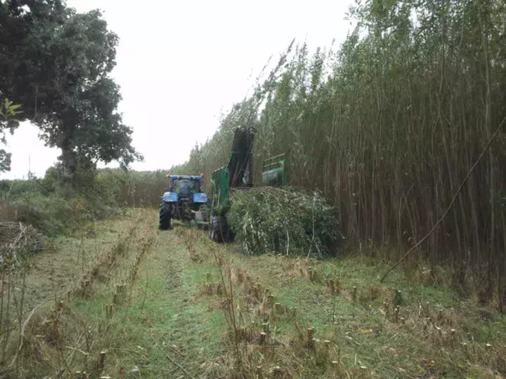 cuma-bretagne-saule-bois-energie-recolteuse-tige-taillis-recolte