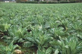 chou-fleur-legume-climat-temperature-prix-marche-commercialisation-production