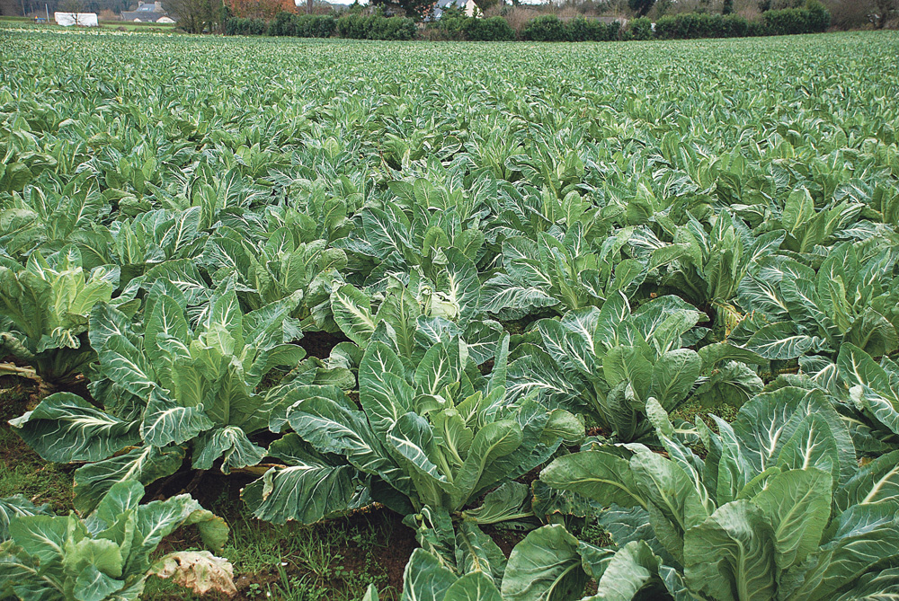 chou-fleur-legume-climat-temperature-prix-marche-commercialisation-production