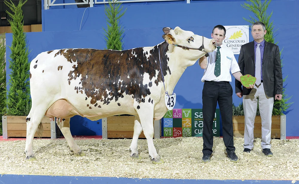 salon-agriculture-paris-concours-normande-bovin - Illustration Didéfix et Evan se partagent le gâteau