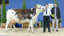 salon-agriculture-paris-concours-normande-bovin