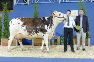 salon-agriculture-paris-concours-normande-bovin