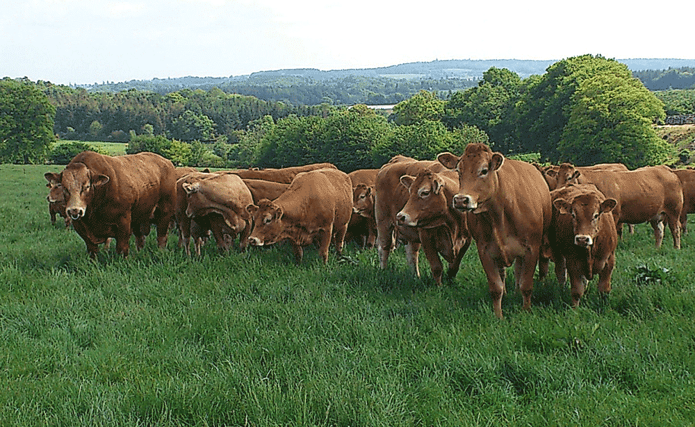 viande-lait-vache-laitiere-production-bretagne-paturage-genisse - Illustration Le lait va-t-il détrôner la viande ?