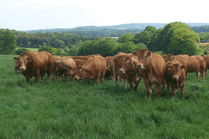 viande-lait-vache-laitiere-production-bretagne-paturage-genisse