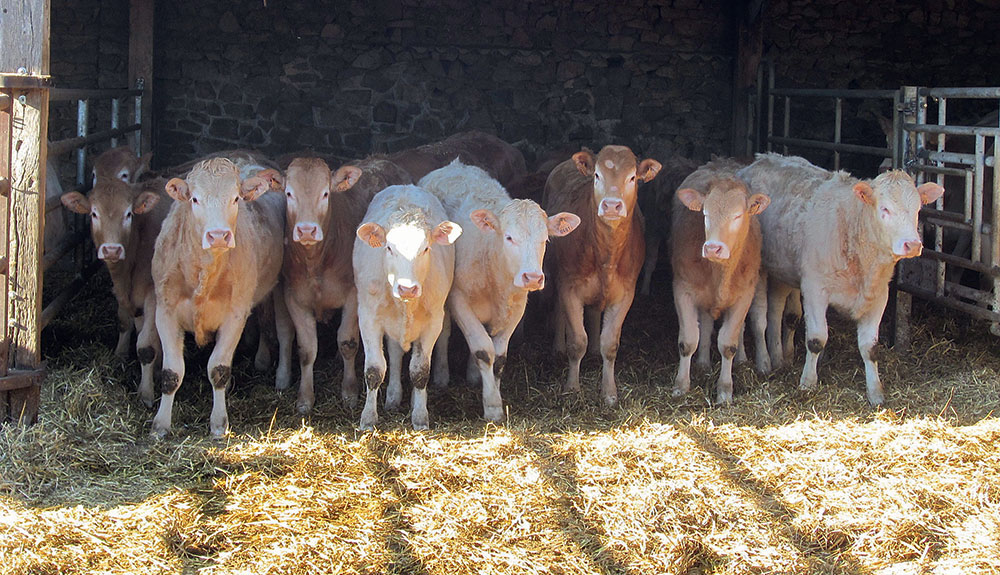 viande-bovine-eleveur-aide-pac-dpu-dpb - Illustration La filière viande bovine diversement touchée par la Pac 2014-2020