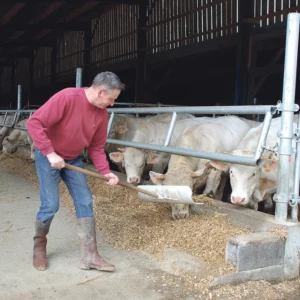 Armel Huguet rapproche la ration mélangée pour stimuler l’ingestion des fourrages par les animaux