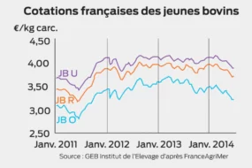 marche-europeen-cours-jeune-bovin