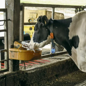 L’animal lape pour s’abreuver