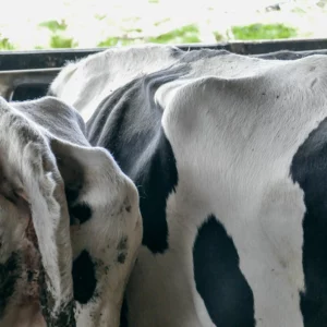 Si plus de 2 vaches sur 10 présentent une panse creuse, il y a un problème