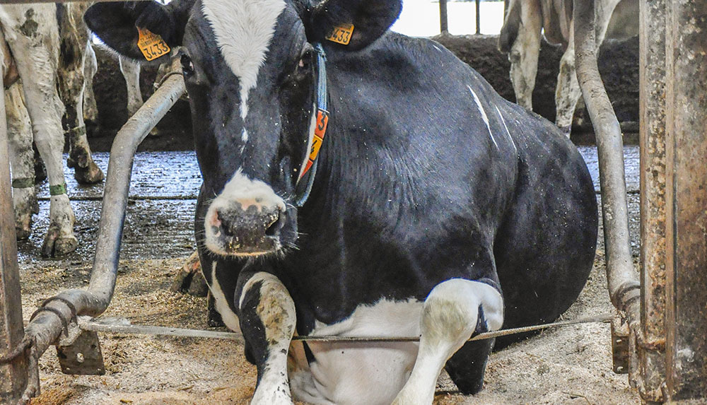 vaches-logettes-lait - Illustration Lire à cœur ouvert dans son troupeau de vaches