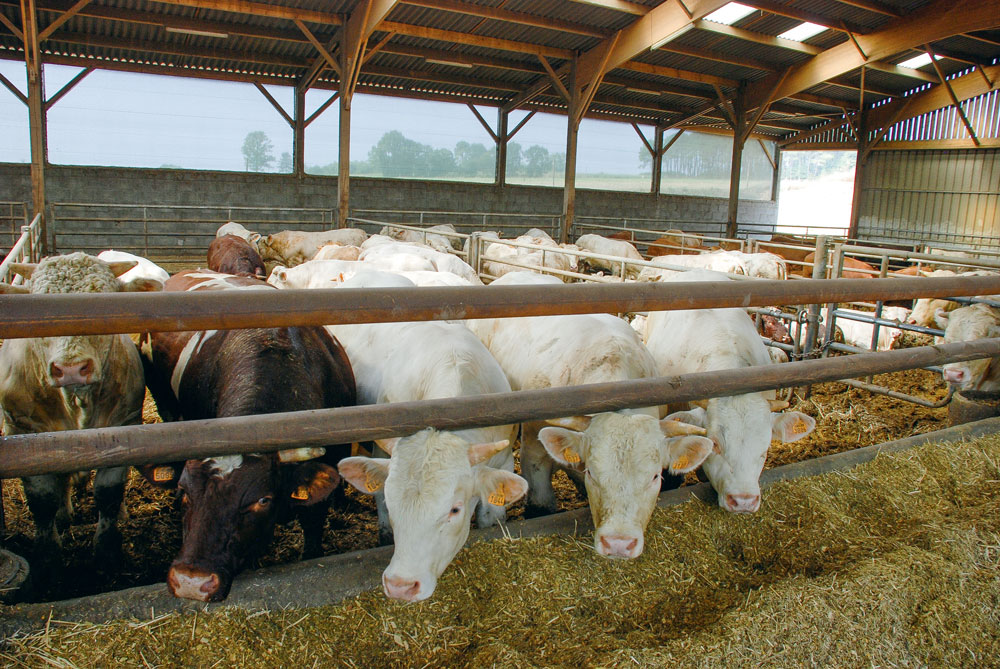 bovin-viande-ration-alimentaire-performance - Illustration bovins viande : Une ration alimentaire tous les deux jours