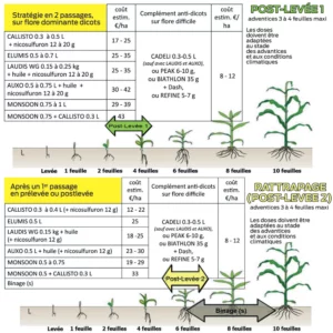 Stratégie désherbage maïs