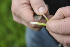 Couper le plateau de tallage, faire une coupe longitudinale