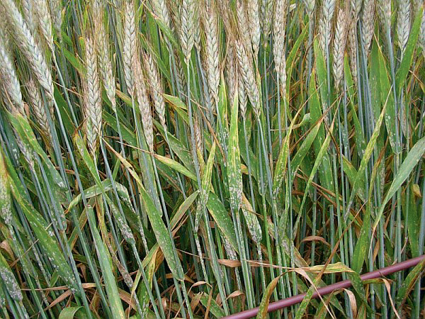  - Illustration Le triticale profite de l’innovation