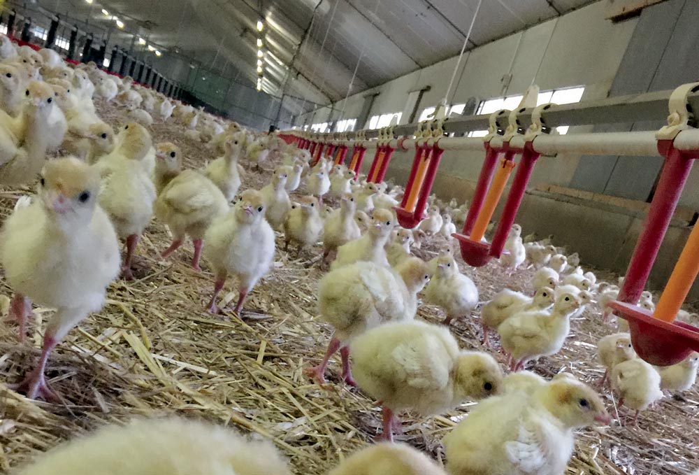 dossier-volaille - Illustration Les leviers pour améliorer le revenu en aviculture
