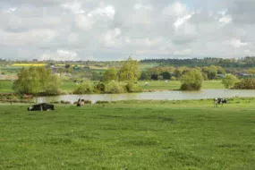 vaches-etang