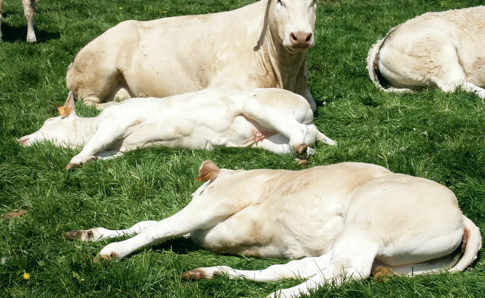 bien-etre-animal-vache - Illustration Un outil d’évaluation du bien-être animal déployé par la filière bovine