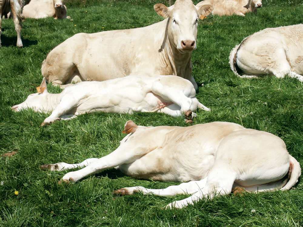 bien-etre-animal-vache - Illustration Un outil d’évaluation du bien-être animal déployé par la filière bovine