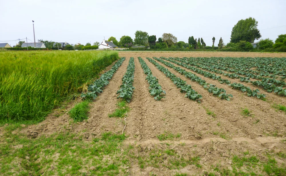 brocolis-legumes-engrais-vert-trefle-blanc - Illustration Trèfle blanc sous couvert, excellent engrais vert pour les légumes