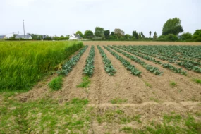 brocolis-legumes-engrais-vert-trefle-blanc