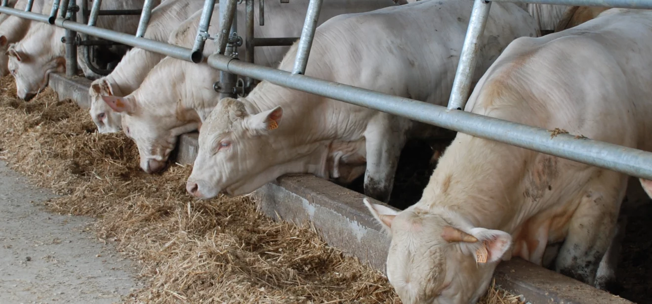 charolaise viande bovine - Illustration Viande bovine : Des prix bas  dans un marché porteur