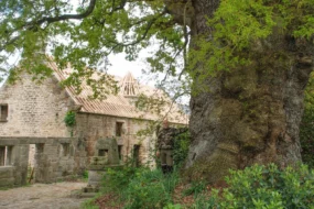 chene-concours-arbre