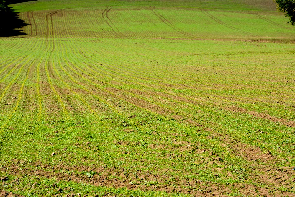deserbage-strategie - Illustration Maïs : Adapter sa stratégie de désherbage à la flore présente