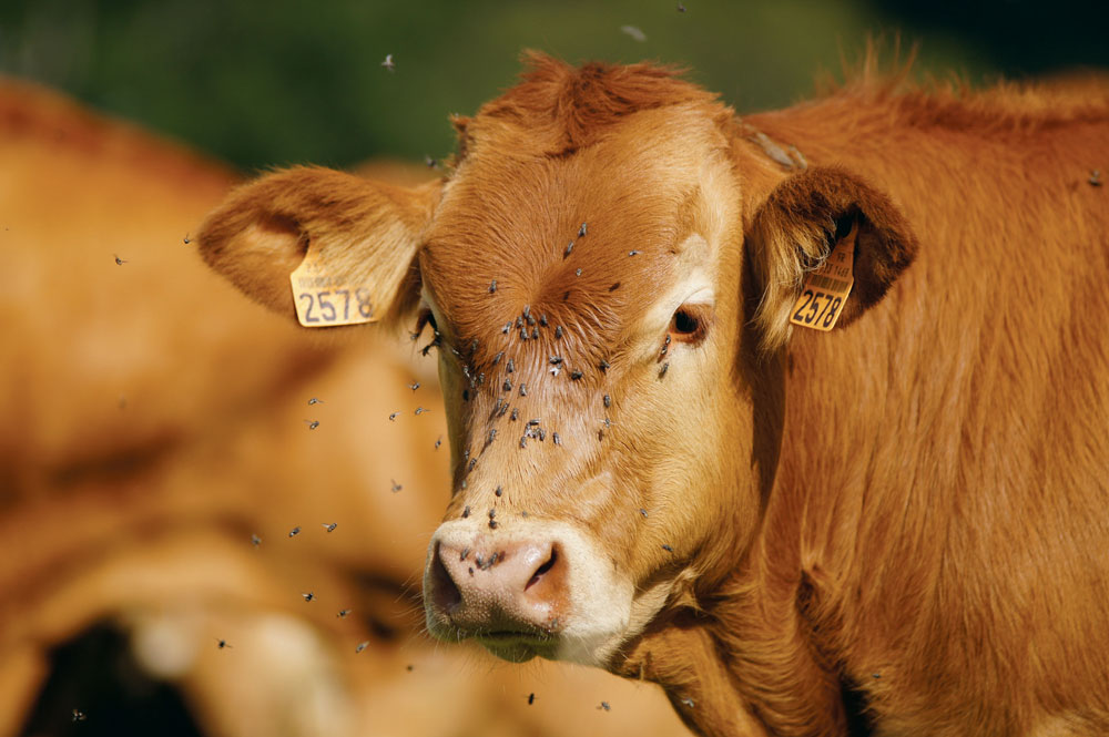 mouches vache - Illustration La chasse aux mouches est ouverte