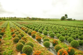 fleurs-france-label-horticulture