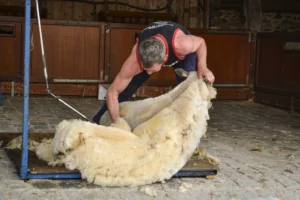 mouton-decouverte