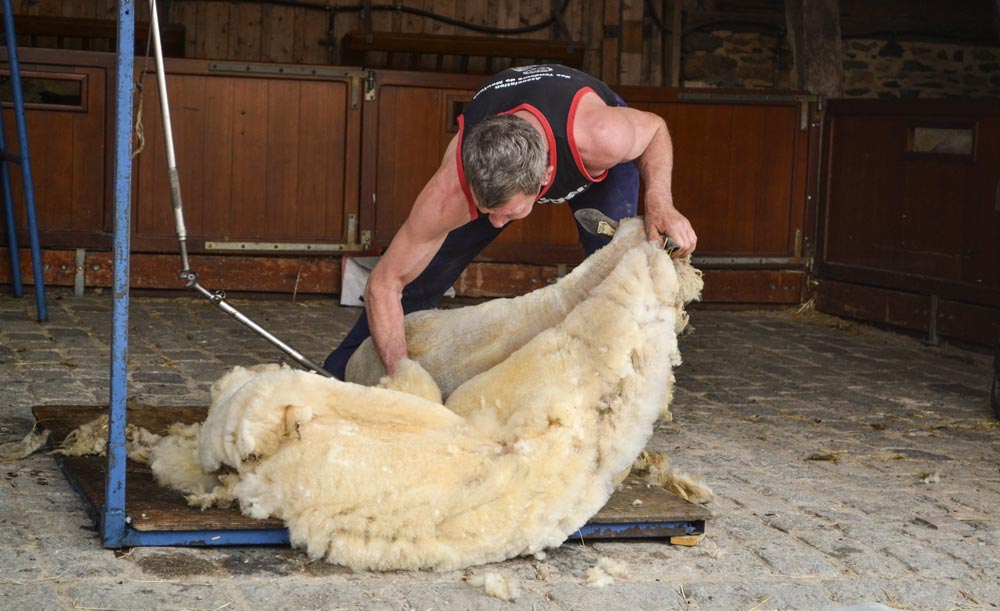 mouton-decouverte - Illustration Un après-midi consacrée au mouton