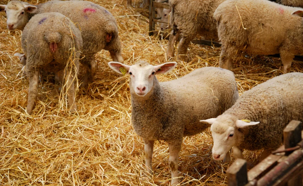 mouton-paille - Illustration Ovin : Le parrainage pour une installation en douceur