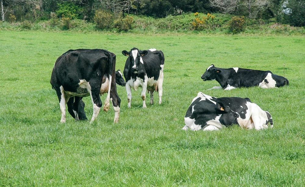 reseau-agriculture-durable-vaches - Illustration « Le système herbager est économiquement plus efficace »