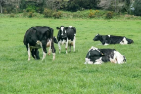 reseau-agriculture-durable-vaches