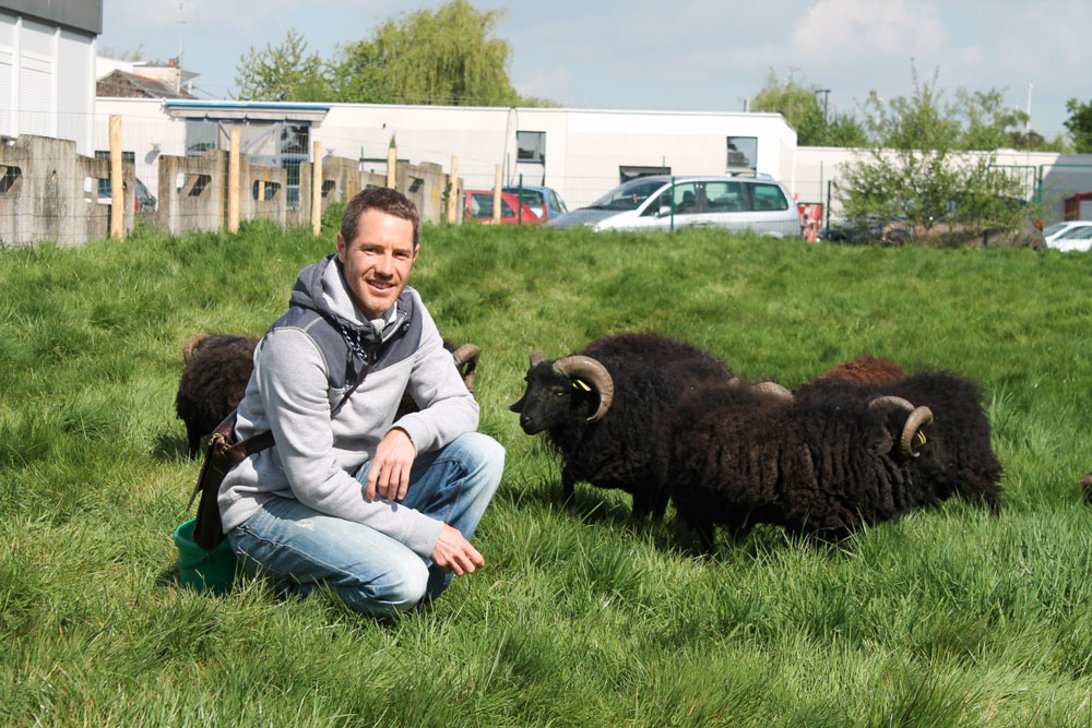 sebastien-briand-ecopaturage-rennes-environnement - Illustration Environnement : Des moutons d’Ouessant pour l’entretien de deux lycées rennais