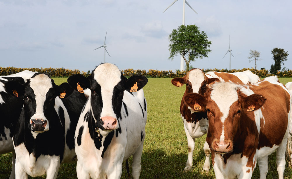 vache-herbe - Illustration L’heure de raisonner sa stratégie anti-parasitaire