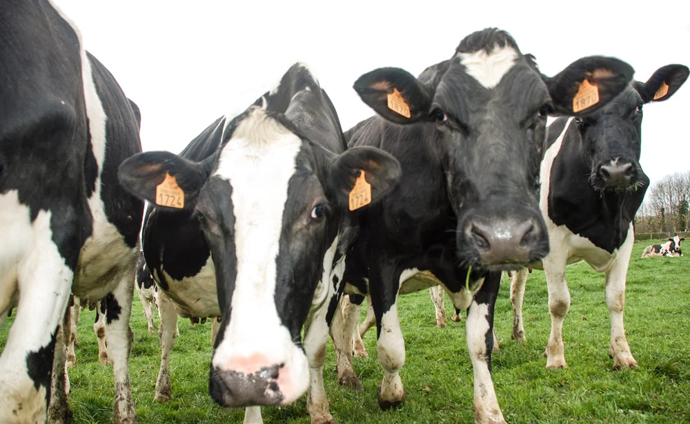 vache-lait - Illustration Lait : L’« attentisme des acheteurs »  face à une collecte en hausse
