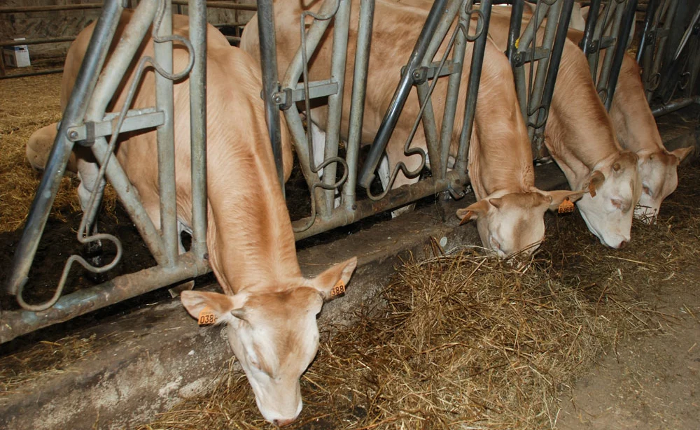 vaches-bovines - Illustration Aides aux bovins, avant le 15 mai