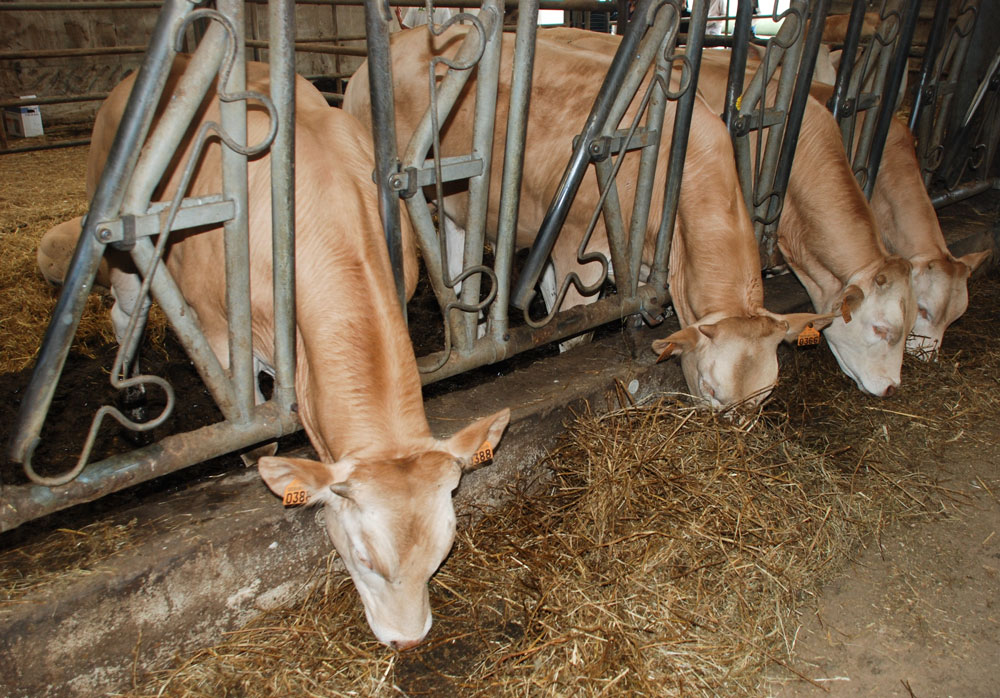 vaches-bovines - Illustration Aides aux bovins, avant le 15 mai