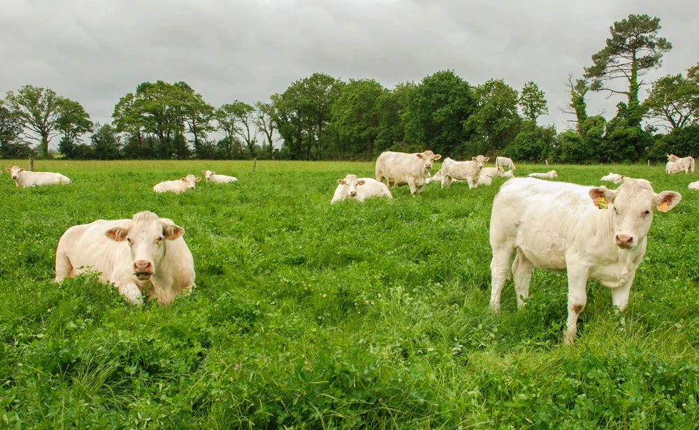 viande--bovine - Illustration Mieux s’organiser en bovins viande