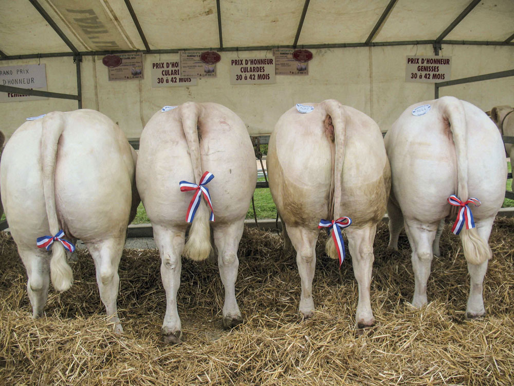 4-championnes-concours-romenay - Illustration Viande : des formes pour les yeux  et du goût dans les assiettes