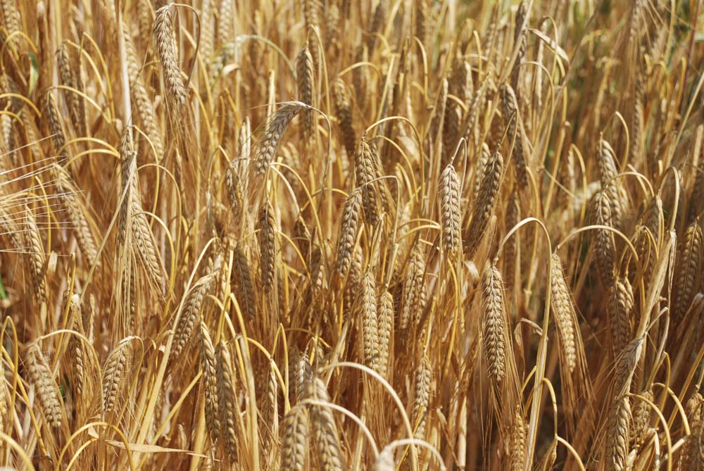 agriculture-bio-semence - Illustration Le secteur des semences  se tourne vers l’agroécologie
