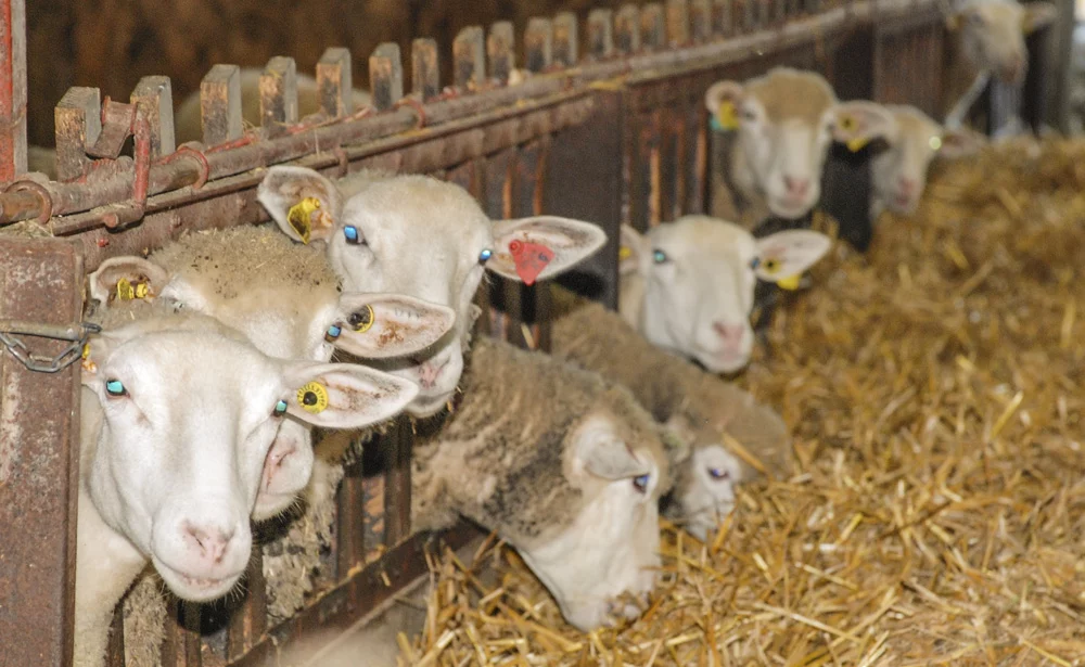 aide-pac-ovin-chevrette - Illustration PAC : notifier les remplacements par les agnelles et chevrettes