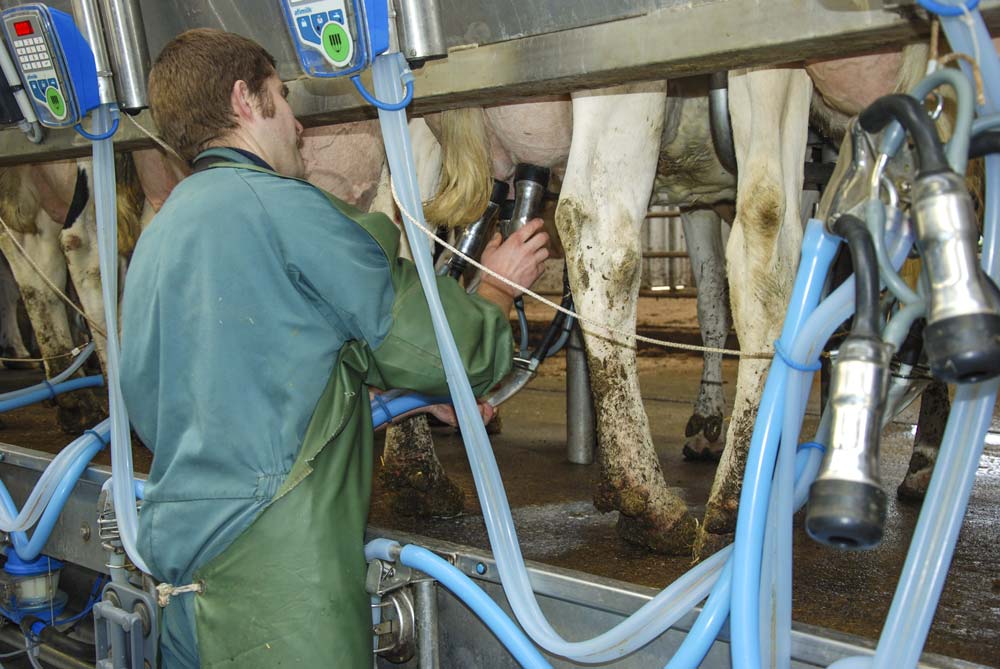ameliorationorganisation-traite-vaches - Illustration « L’amélioration continue »  au programme des Ceta